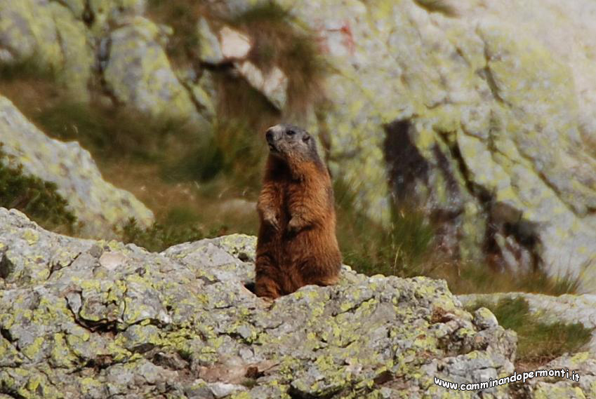 063 Marmotta.jpg